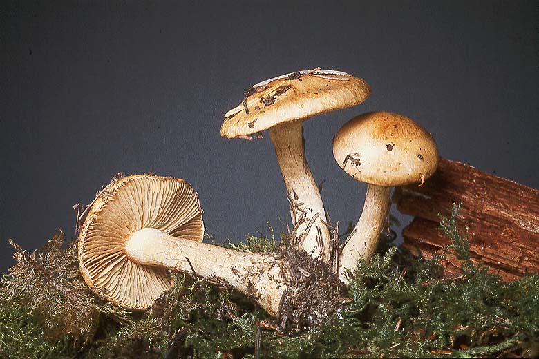 Cortinarius percomis